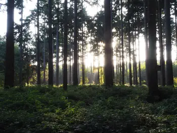 Vagevuurbos en Lippensgoed-Bulskampveld (België)